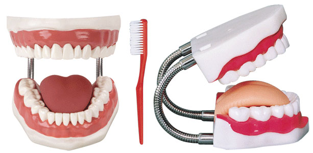 牙护理保健模型（28颗牙）（放大5倍）