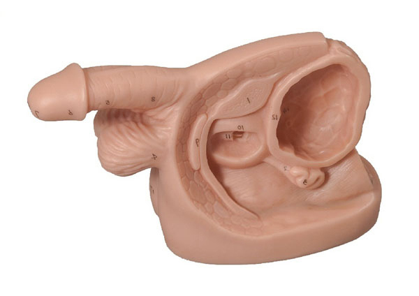 男性内外生殖器及导尿模块