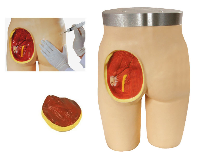 高级臀部肌肉注射与解剖结构模型