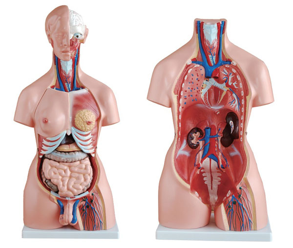 两性互换躯干模型85cm(23件)