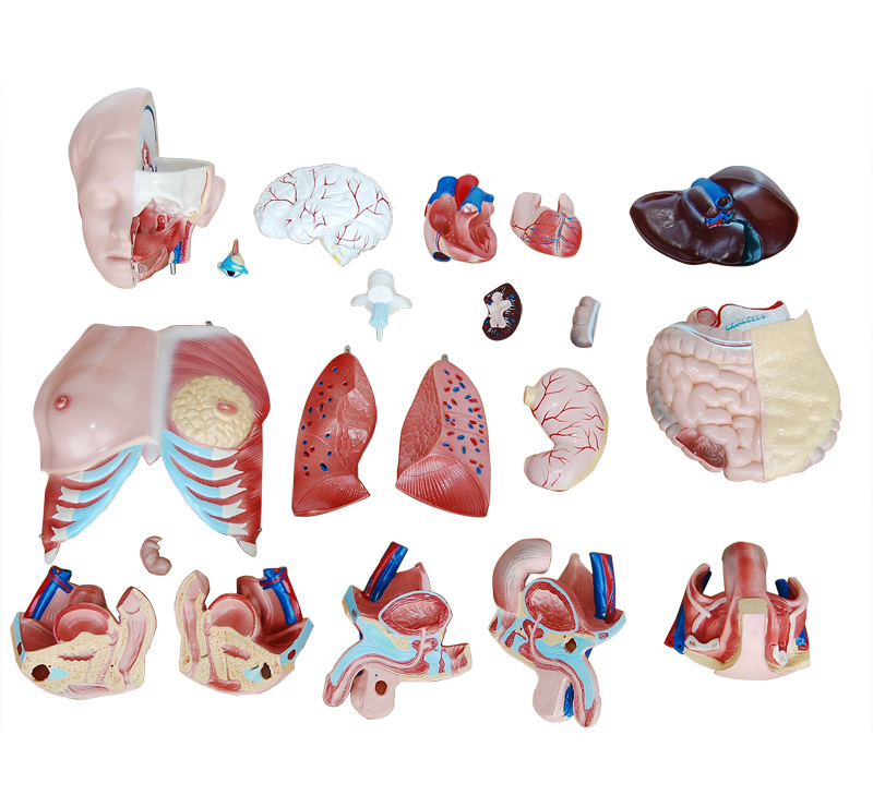 三性互换躯干模型85cm(21件)