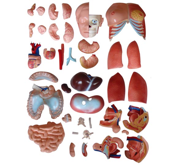 两性互换躯干模型85cm(40件)