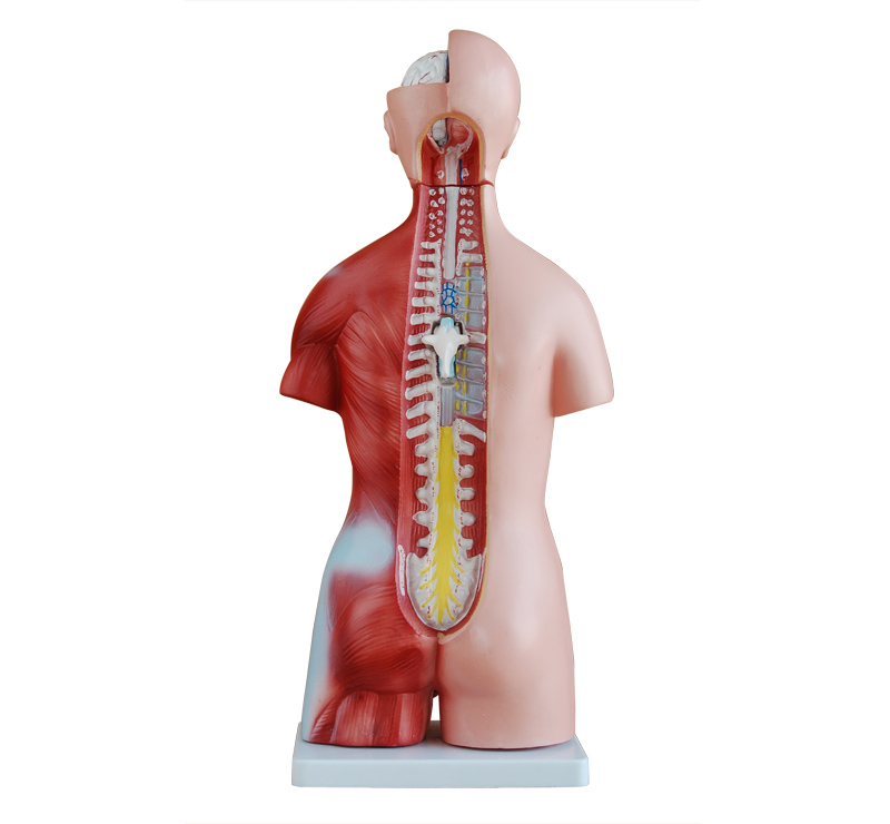两性互换躯干模型45CM(23件)