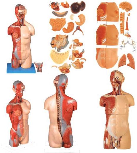 男性、女性外两性互换肌肉内脏背部开放式头颈