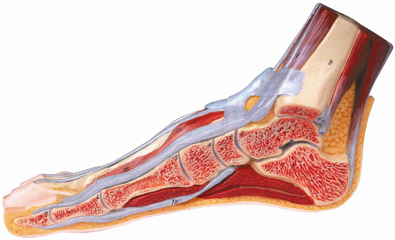 足正中矢状切面模型