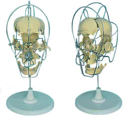 成人分离头颅骨模型