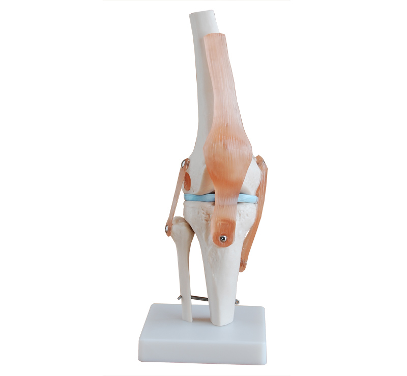 功能型膝关节模型