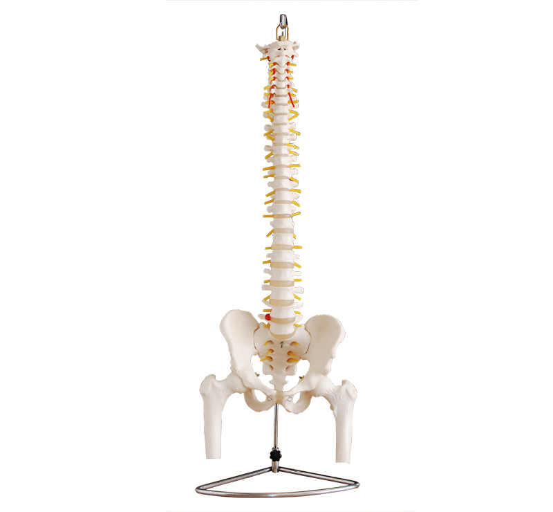 自然大脊椎带骨盆附半腿骨模型