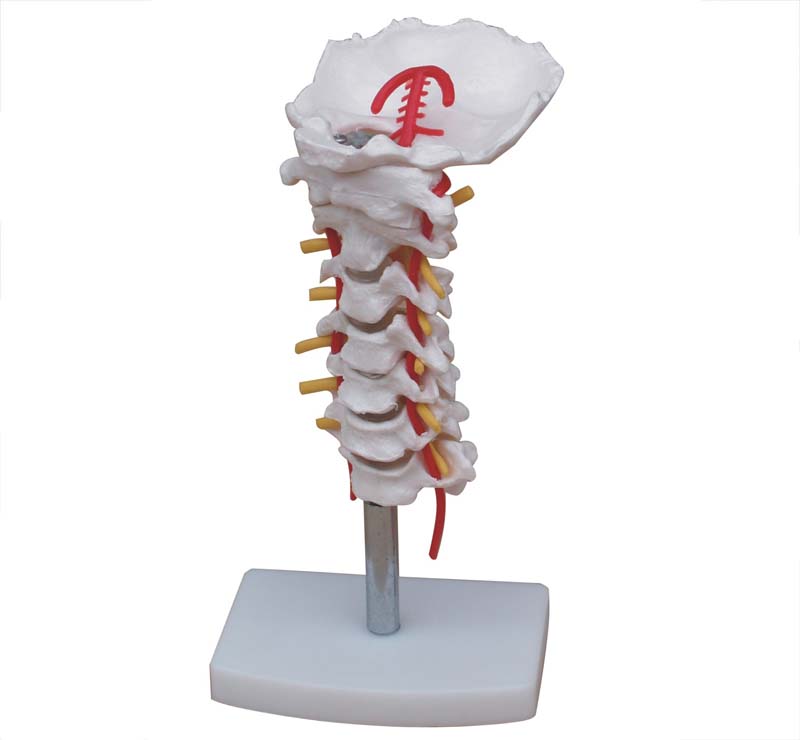 颈椎带颈动脉、后枕骨、椎间盘与神经模型