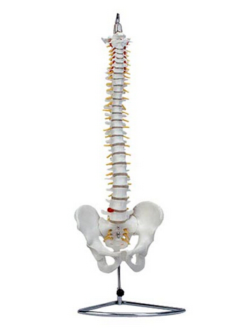 自然大脊椎带骨盆模型(可弯曲）