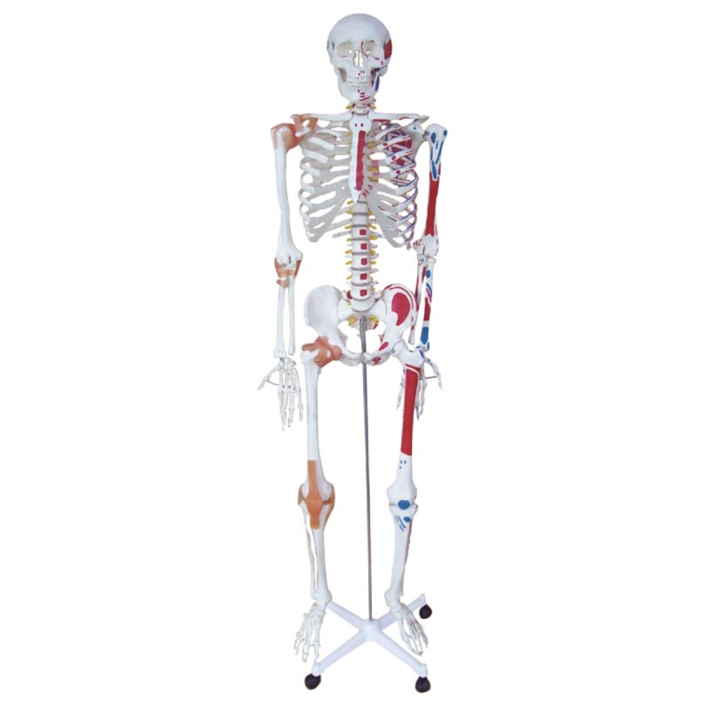 人体骨骼半边肌肉着色附韧带模型180CM