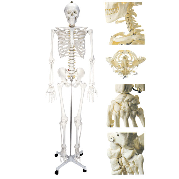 人体骨骼模型（高180cm）