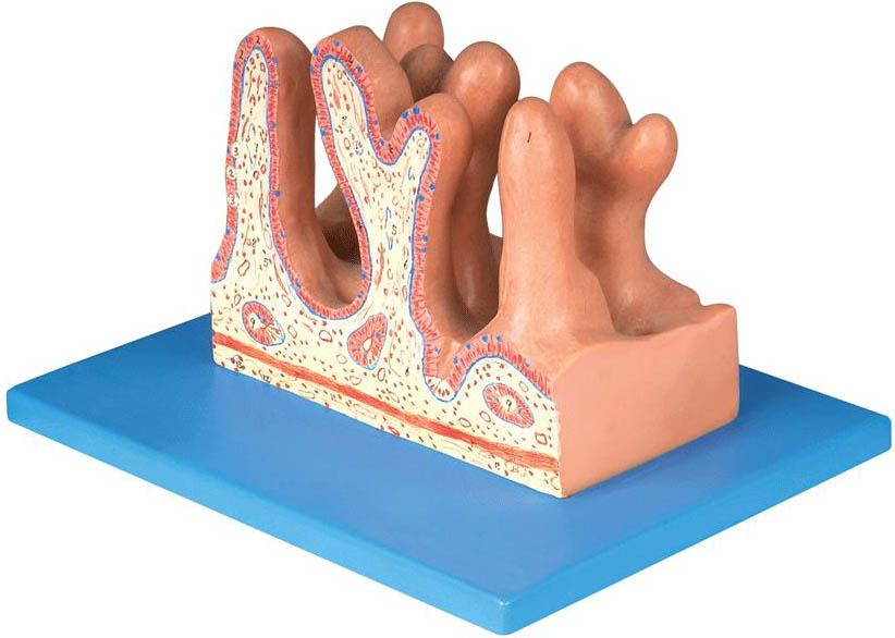 空肠内面放大模型