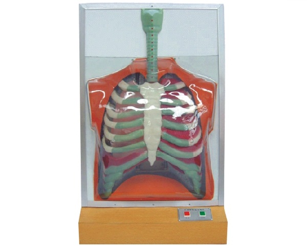 电动人体呼吸系统模型