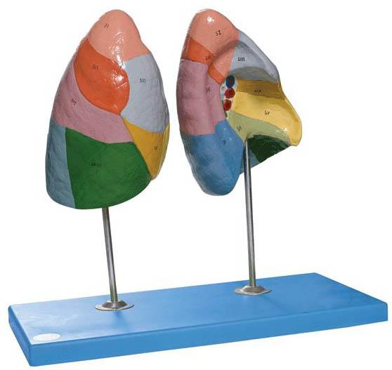 肺段模型