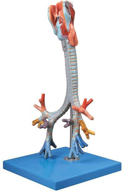 喉与气管、支气管树模型