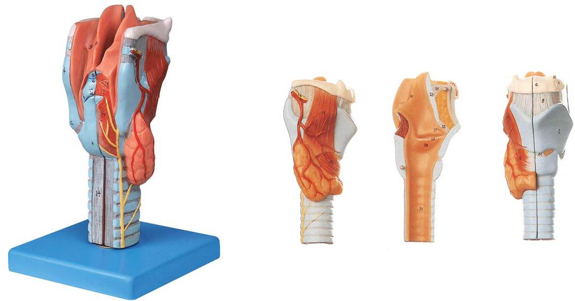 喉模型