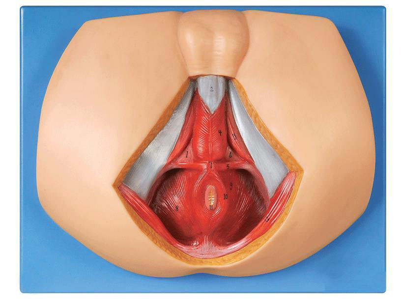 男性会阴模型