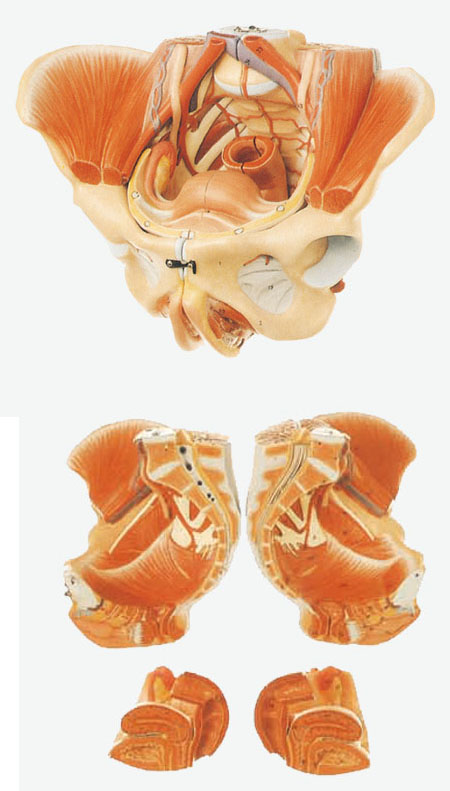 女性骨盆附生殖器官与血管神经模型