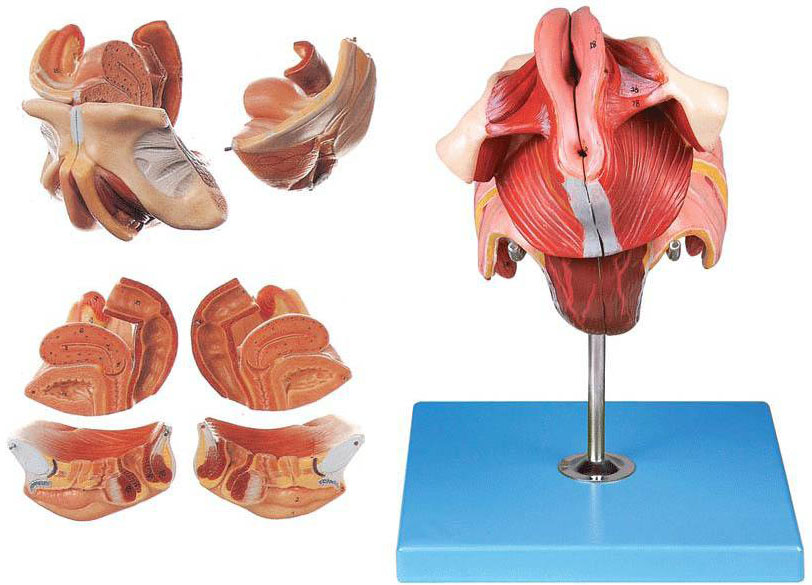 女性生殖器官结构模型