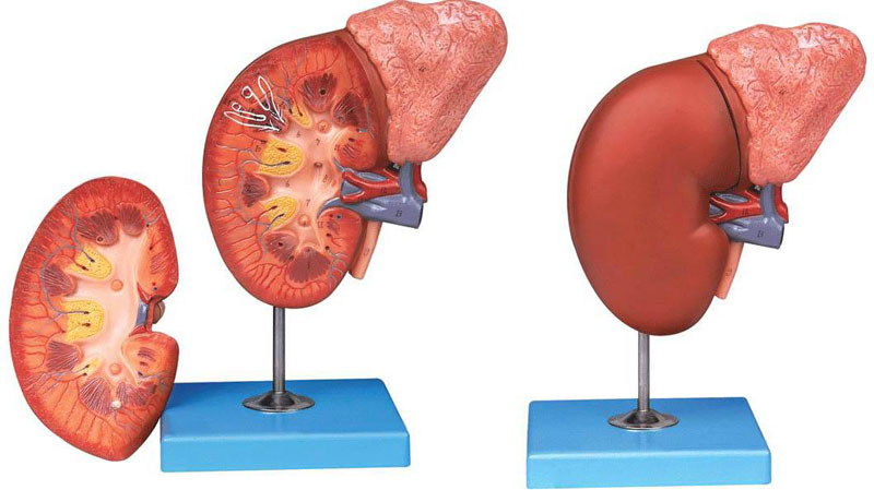 肾脏与肾上腺放大模型