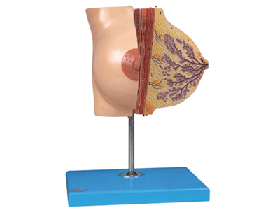 静止期女性乳房解剖模型