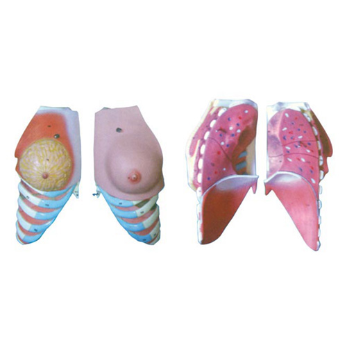 女性乳房解剖模型