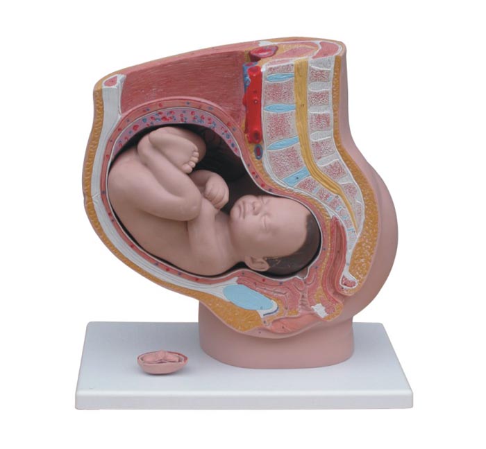女性妊娠矢状解剖模型（附胎儿）(4件)