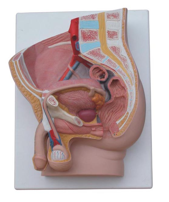 男性矢状解剖模型(2件)