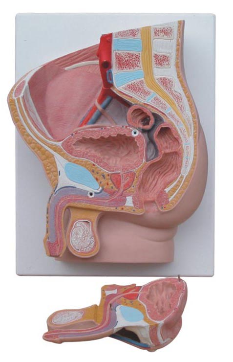 男性矢状解剖模型(2件)