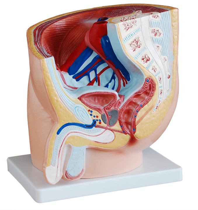 男性盆腔正中矢状解剖模型(1件)