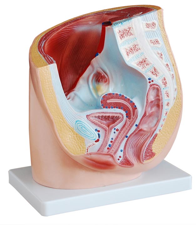 女性矢状解剖模型(1件)