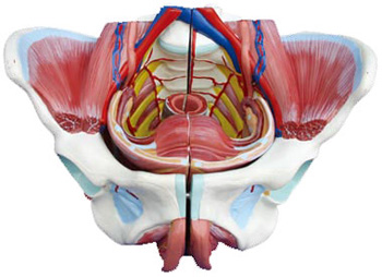 高级女性骨盆附生殖器与血管神经模型