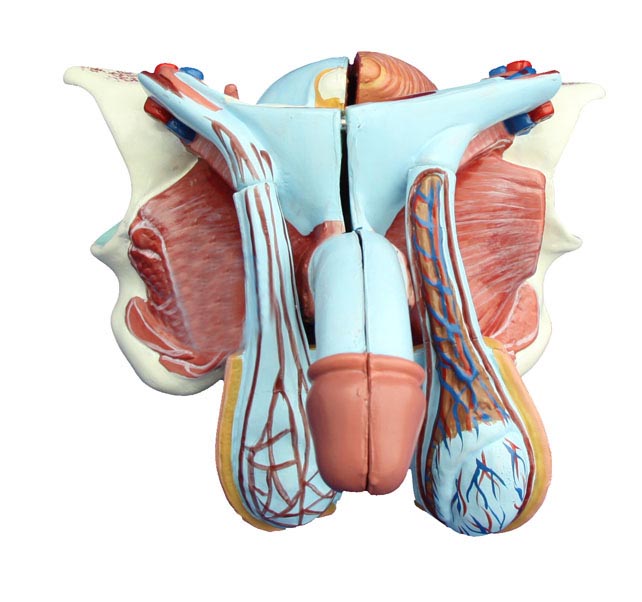 高级男性内外生殖器模型5件