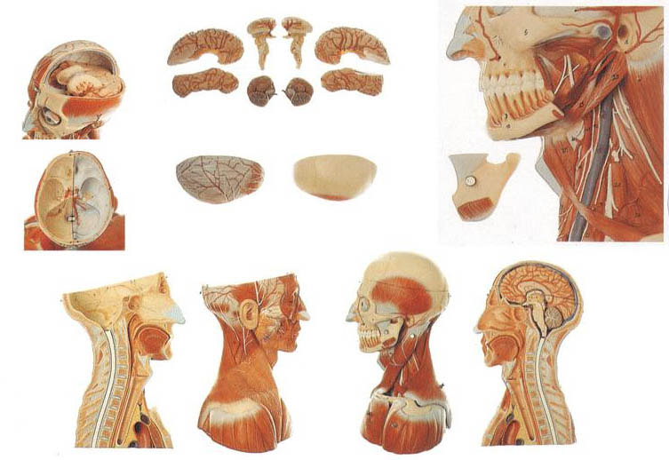 头颈部血管神经附脑分解模型