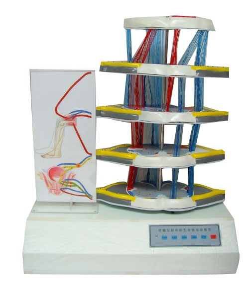 脊髓反射与损伤表现电动模型