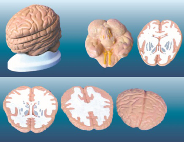 脑水平切面模型
