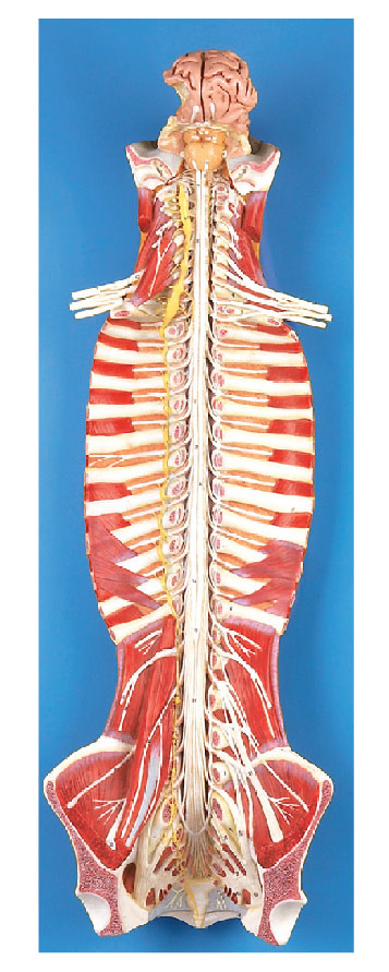 椎管内部脊髓神经模型