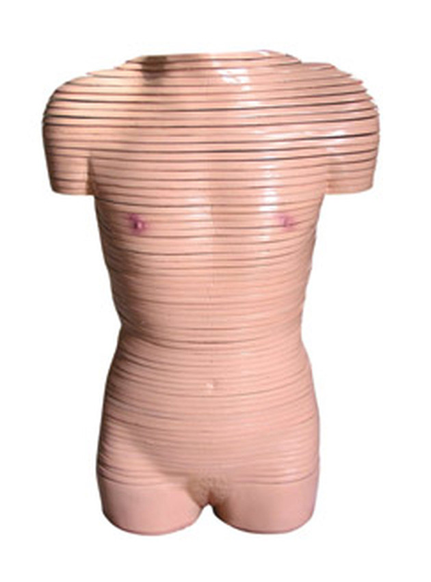 女性躯干断层解剖横切面模型