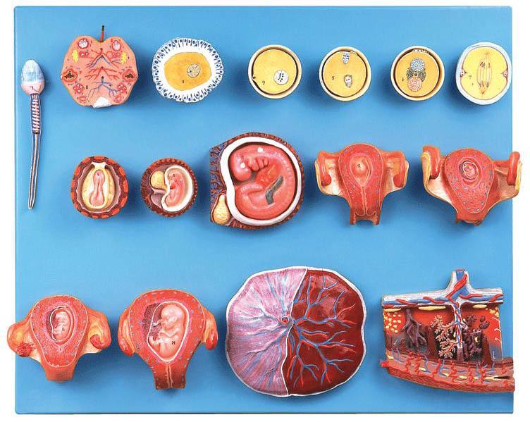 受精与早期胚胎发育过程模型