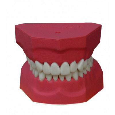 恒牙刷牙指导模型(2倍大)