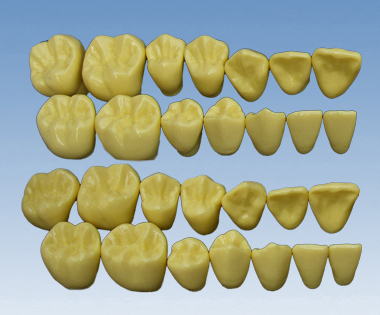 单色无根恒牙模型(放大2倍)