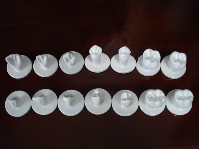 4倍陶瓷牙体模型