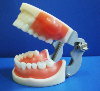 医学考试专用脓肿切开和牙体预备模型