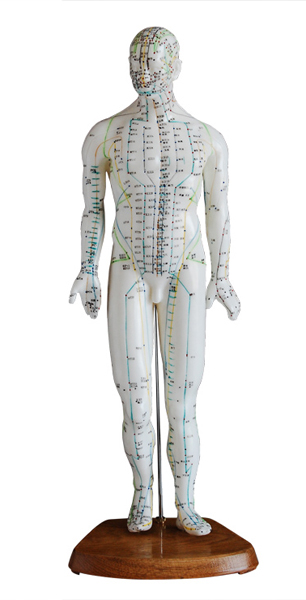 人体针灸模型 46CM