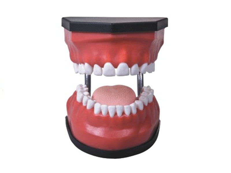 豪华型牙护理保健模型（32颗牙,可脱卸）