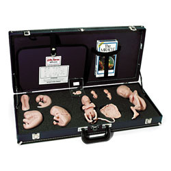 进口胚胎发育示教教程(模型、音像带)-美国纳斯WA15715U