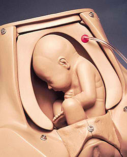 进口孕妇腹部触诊示教模型-美国纳斯SB29930U