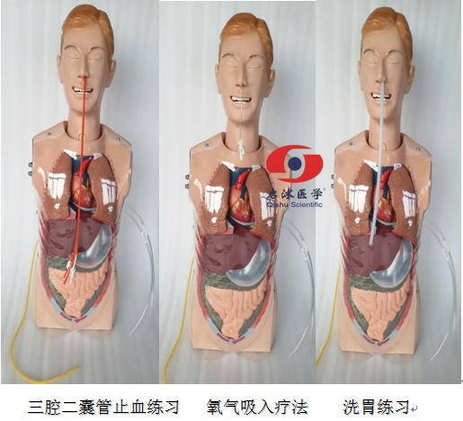 三腔二囊管训练模型