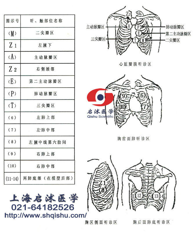 心肺触诊听诊示意图